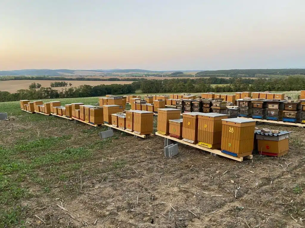 Apiary